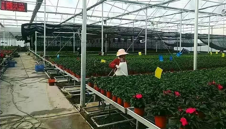 ֲֳȱӦ